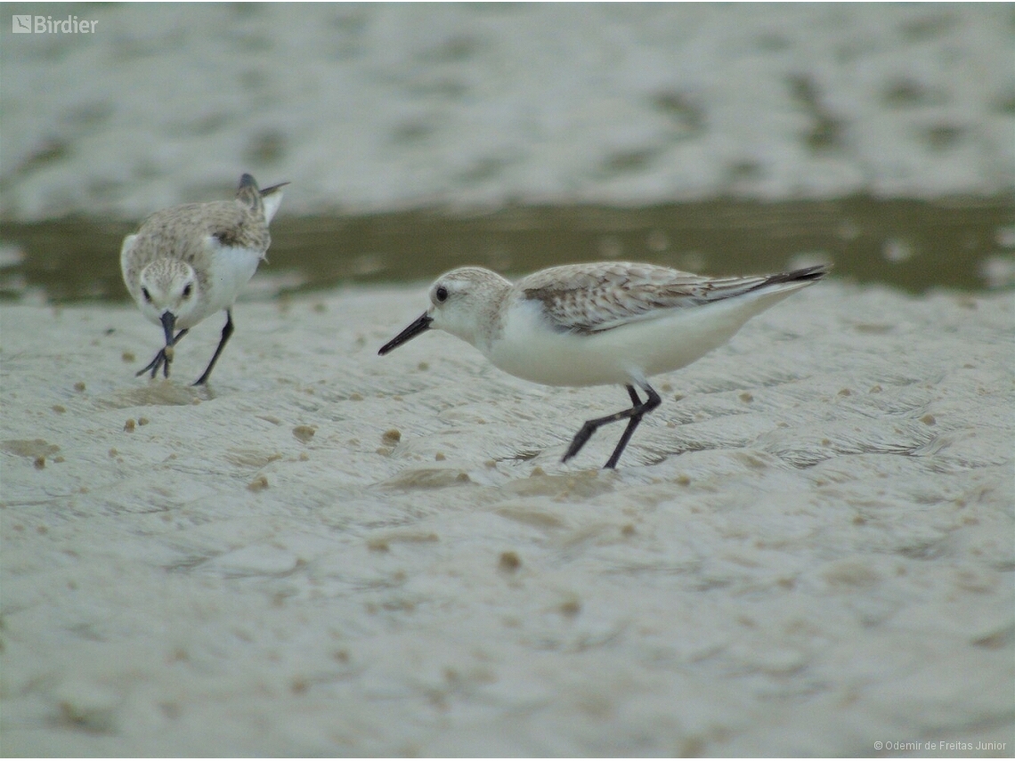 Calidris alba