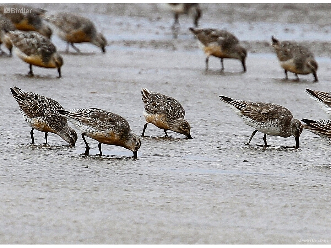 Calidris canutus