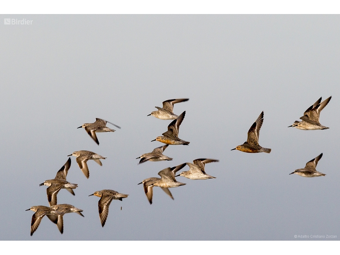 Calidris canutus