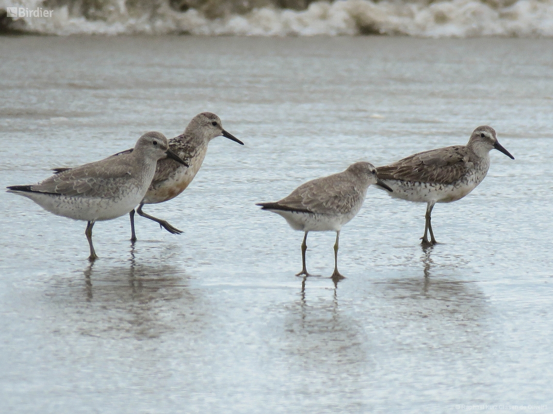 Calidris canutus