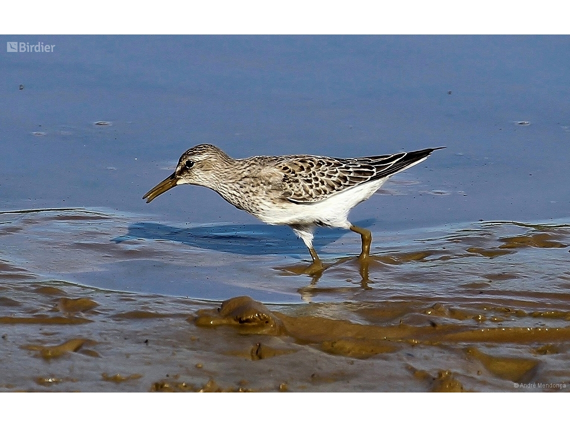 Calidris fuscicollis