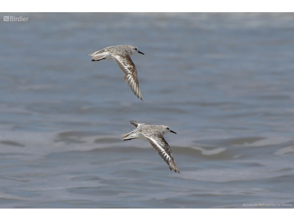 Calidris fuscicollis