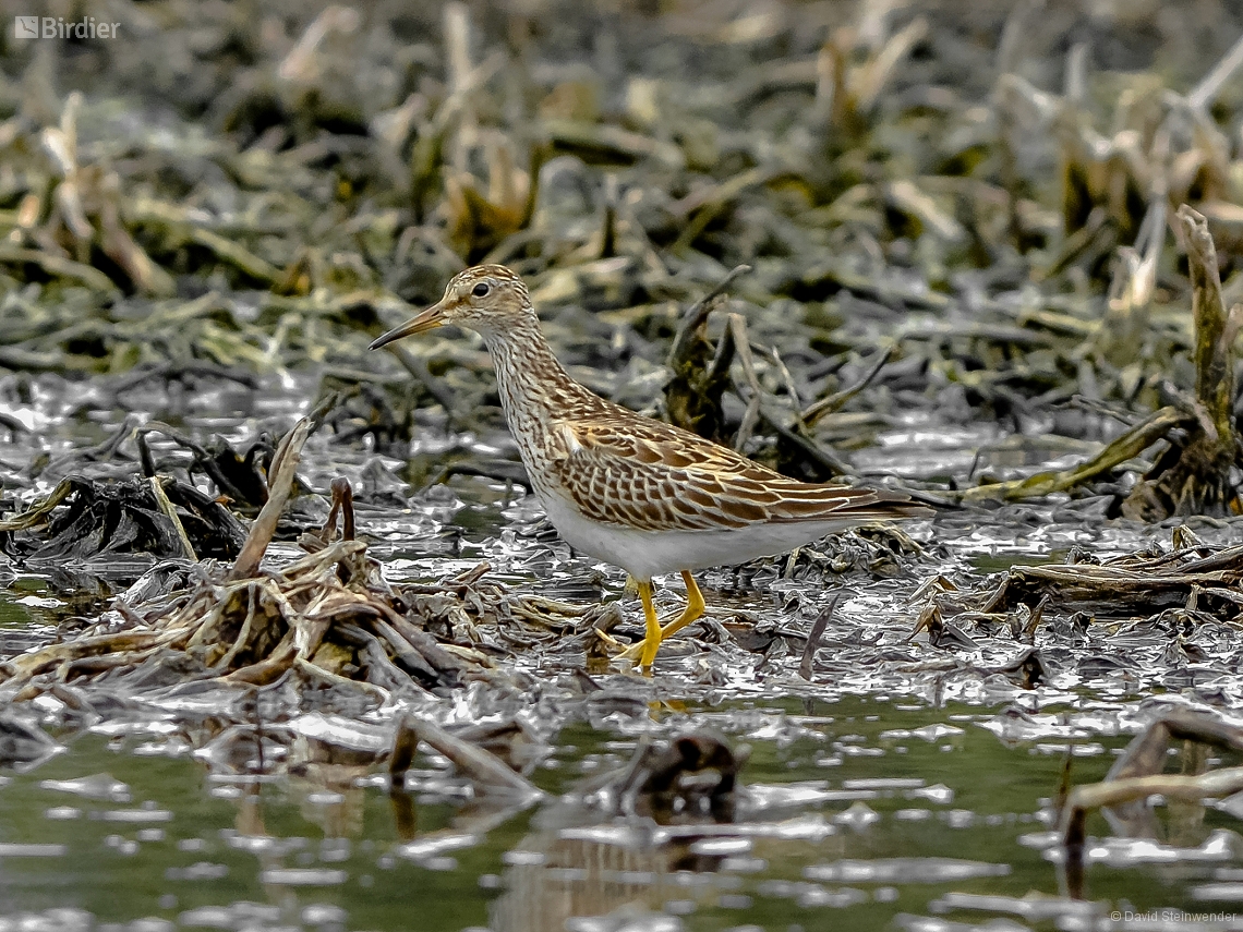 Calidris melanotos