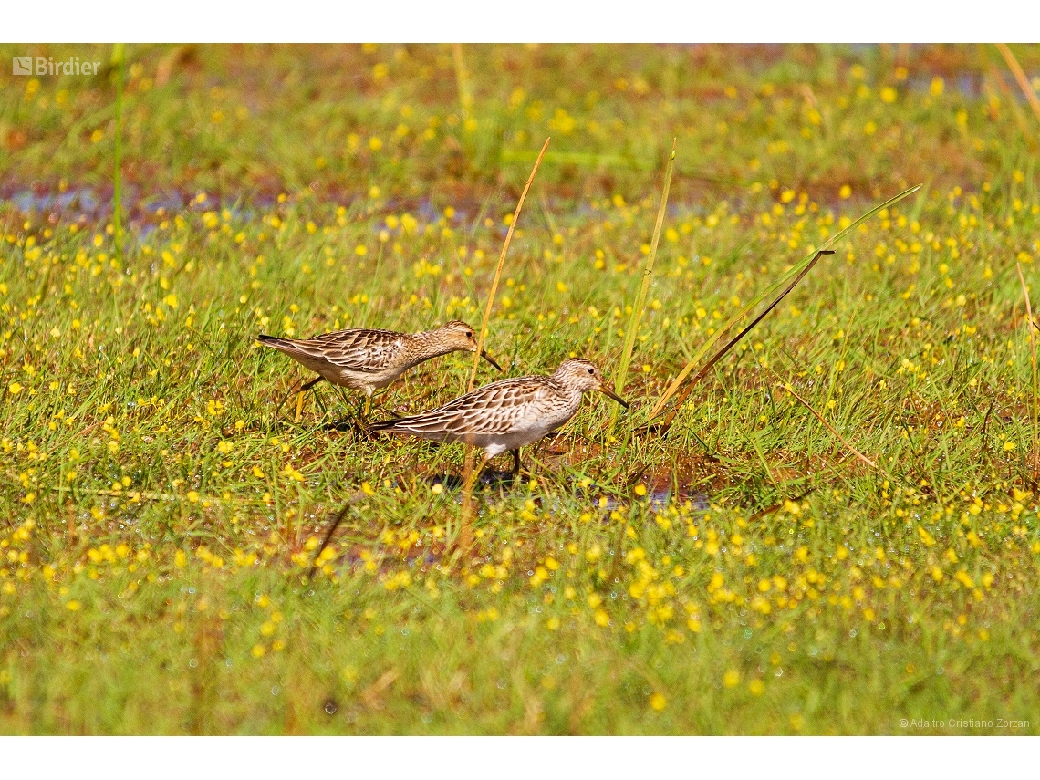 Calidris melanotos
