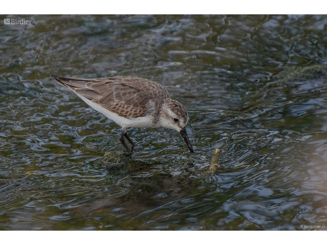 Calidris pusilla