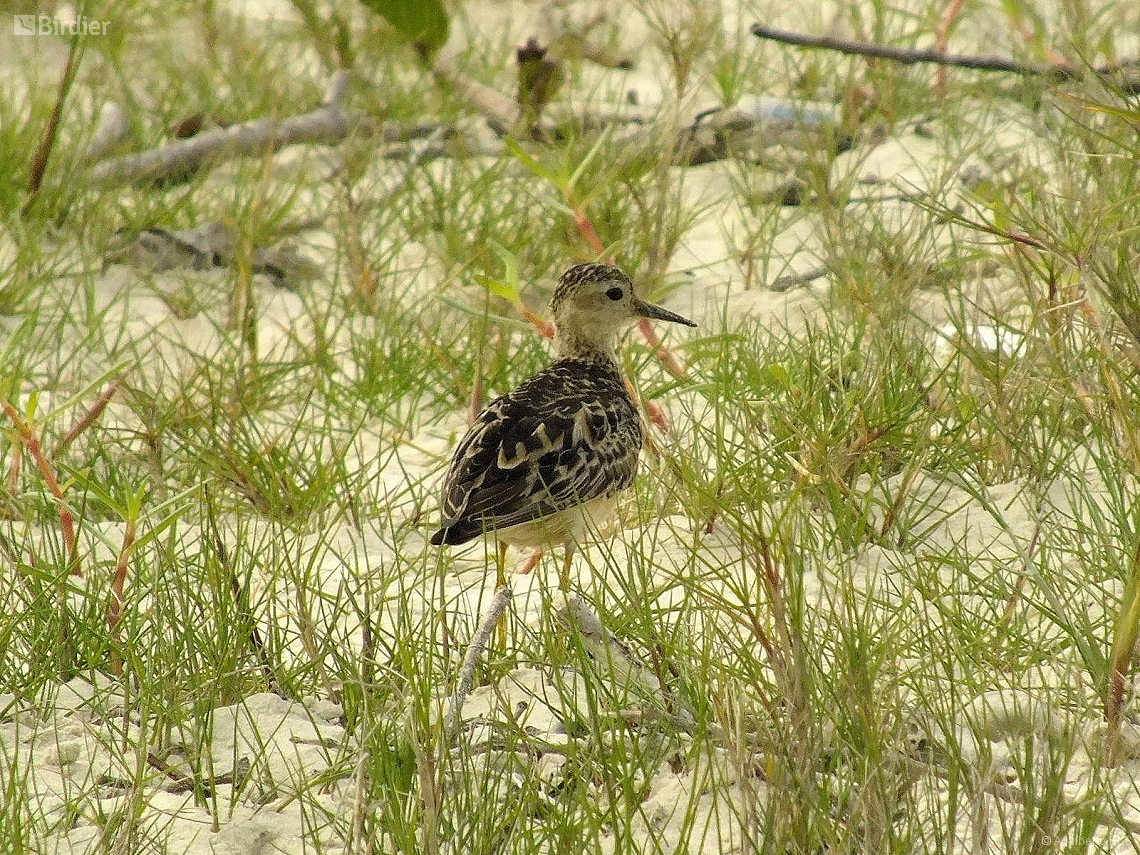 Calidris subruficollis
