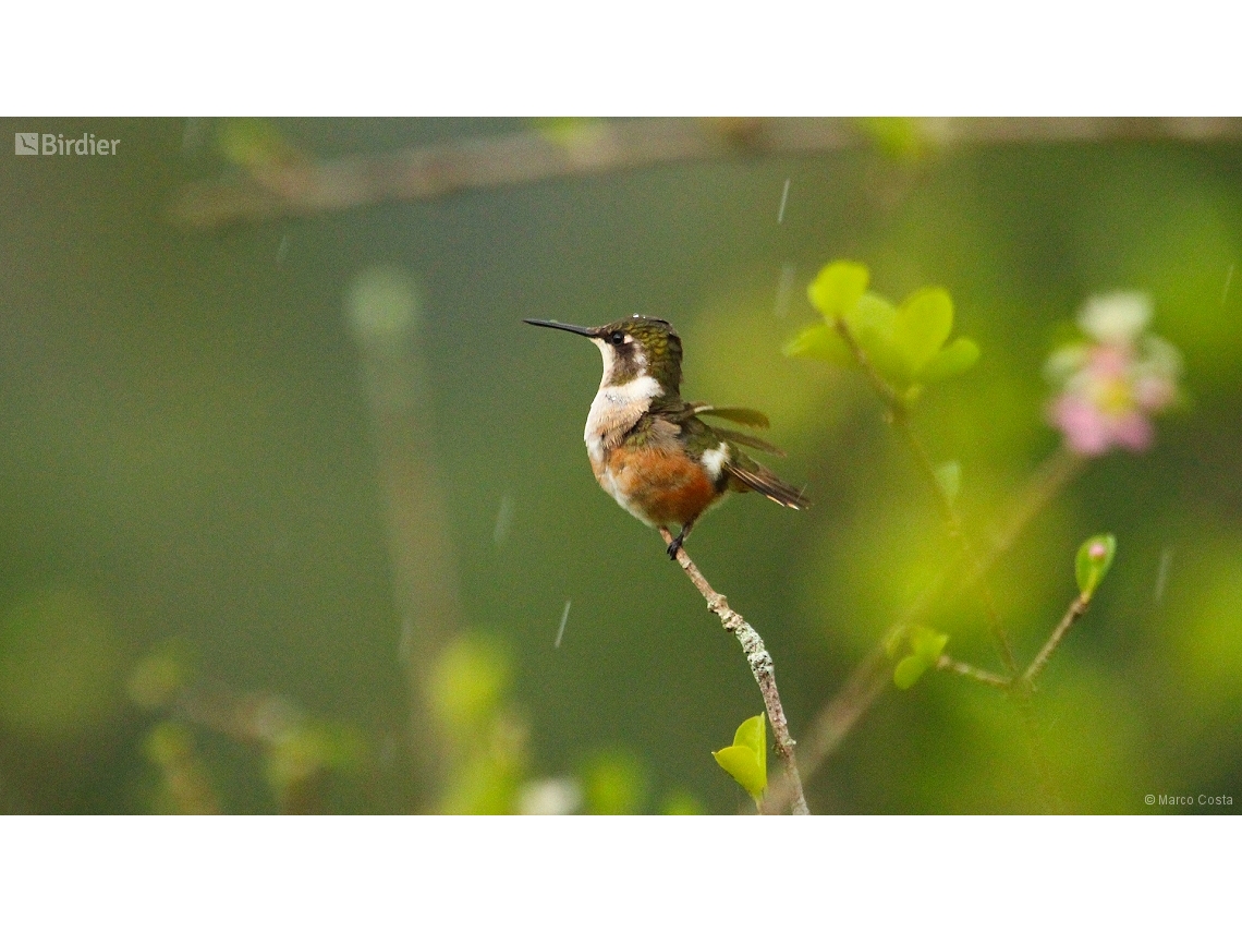 Calliphlox amethystina