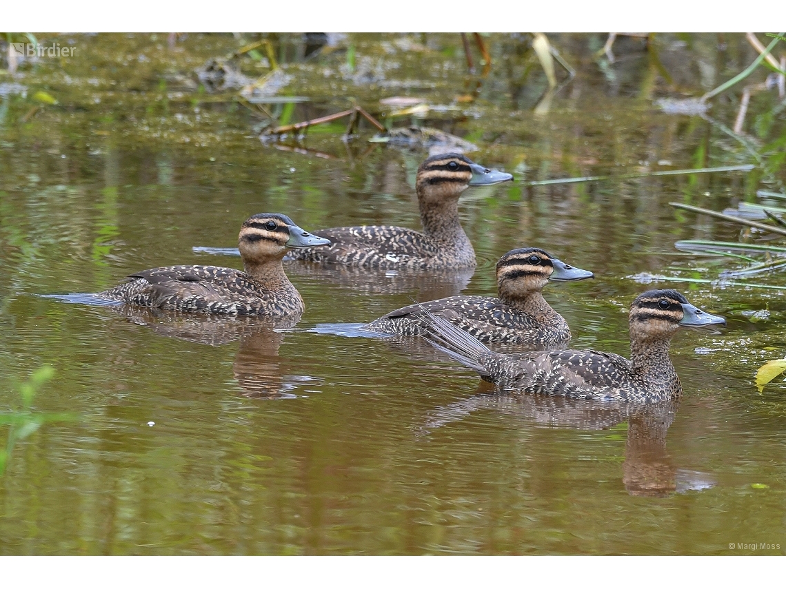 Nomonyx dominicus
