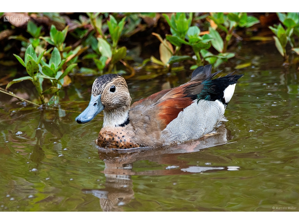 Callonetta leucophrys