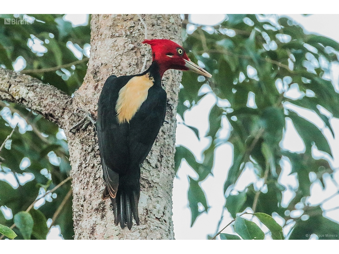 Campephilus leucopogon
