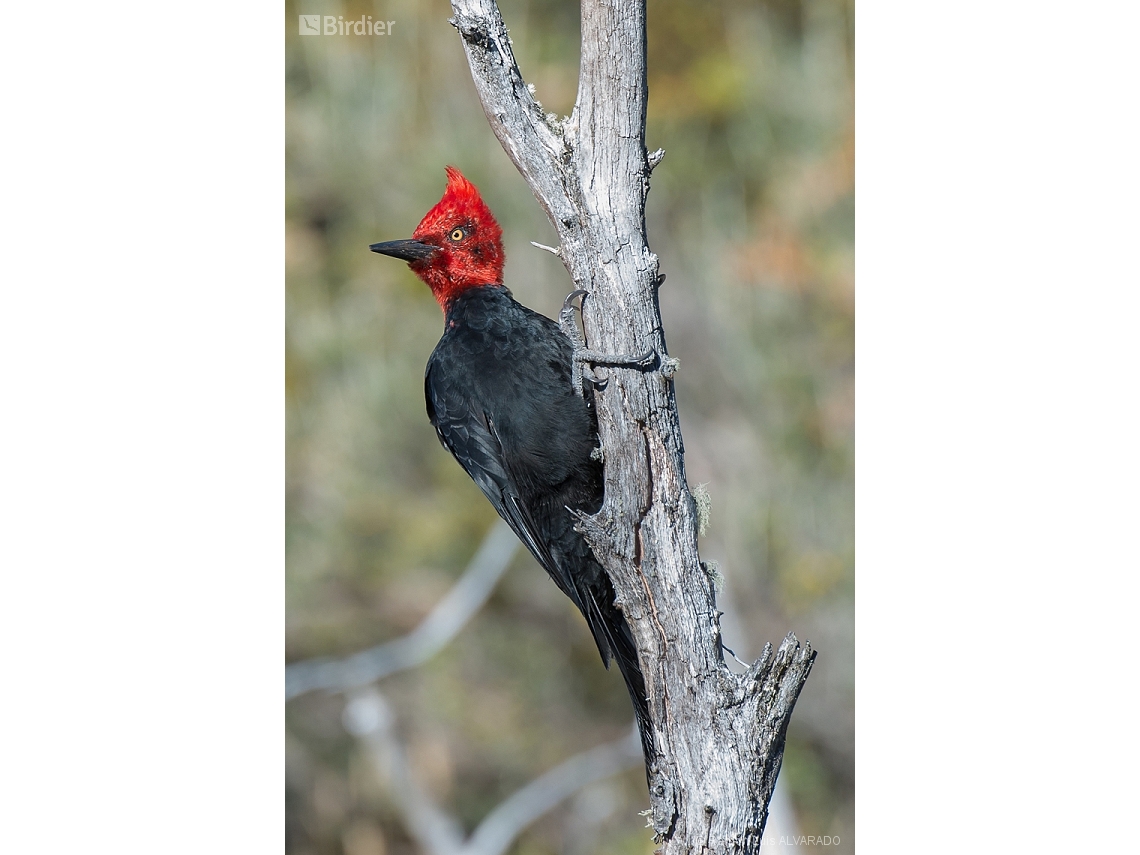 Campephilus magellanicus