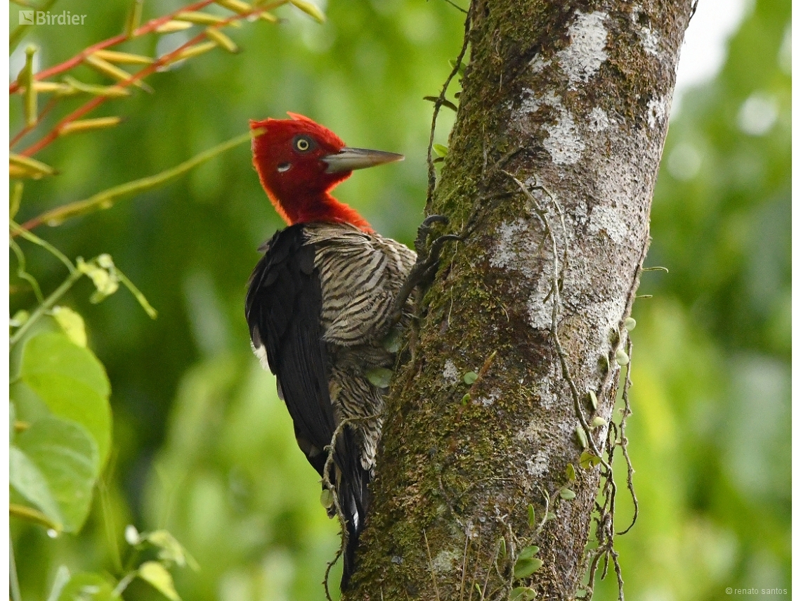 Campephilus robustus