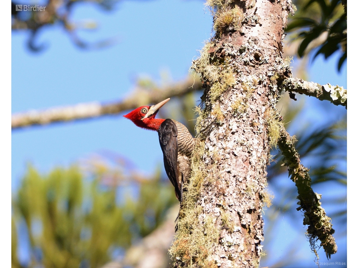 Campephilus robustus