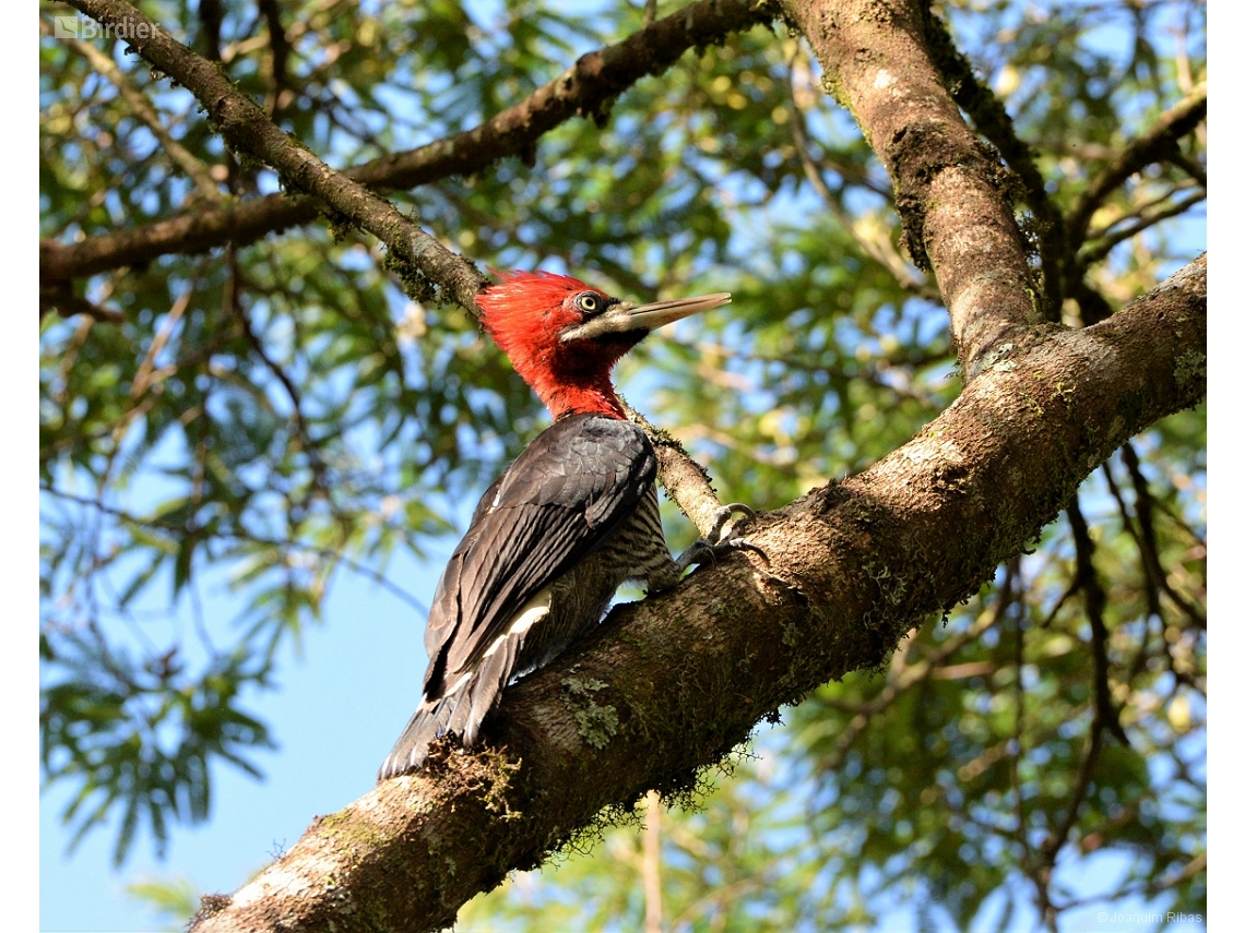 Campephilus robustus