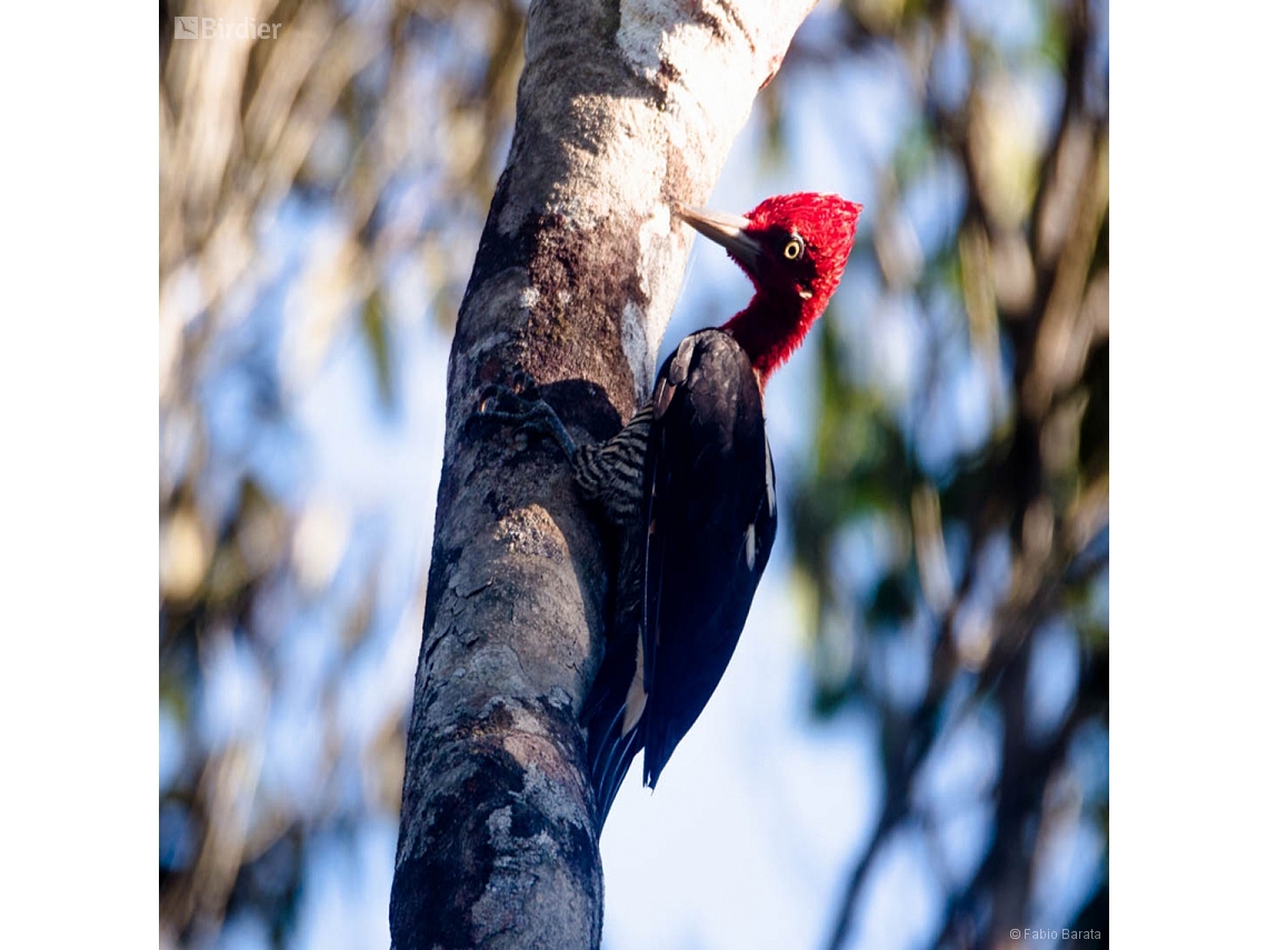 Campephilus robustus