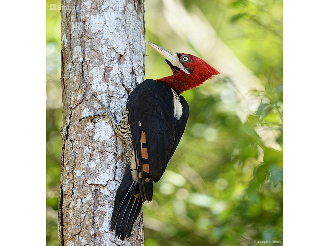 Campephilus robustus