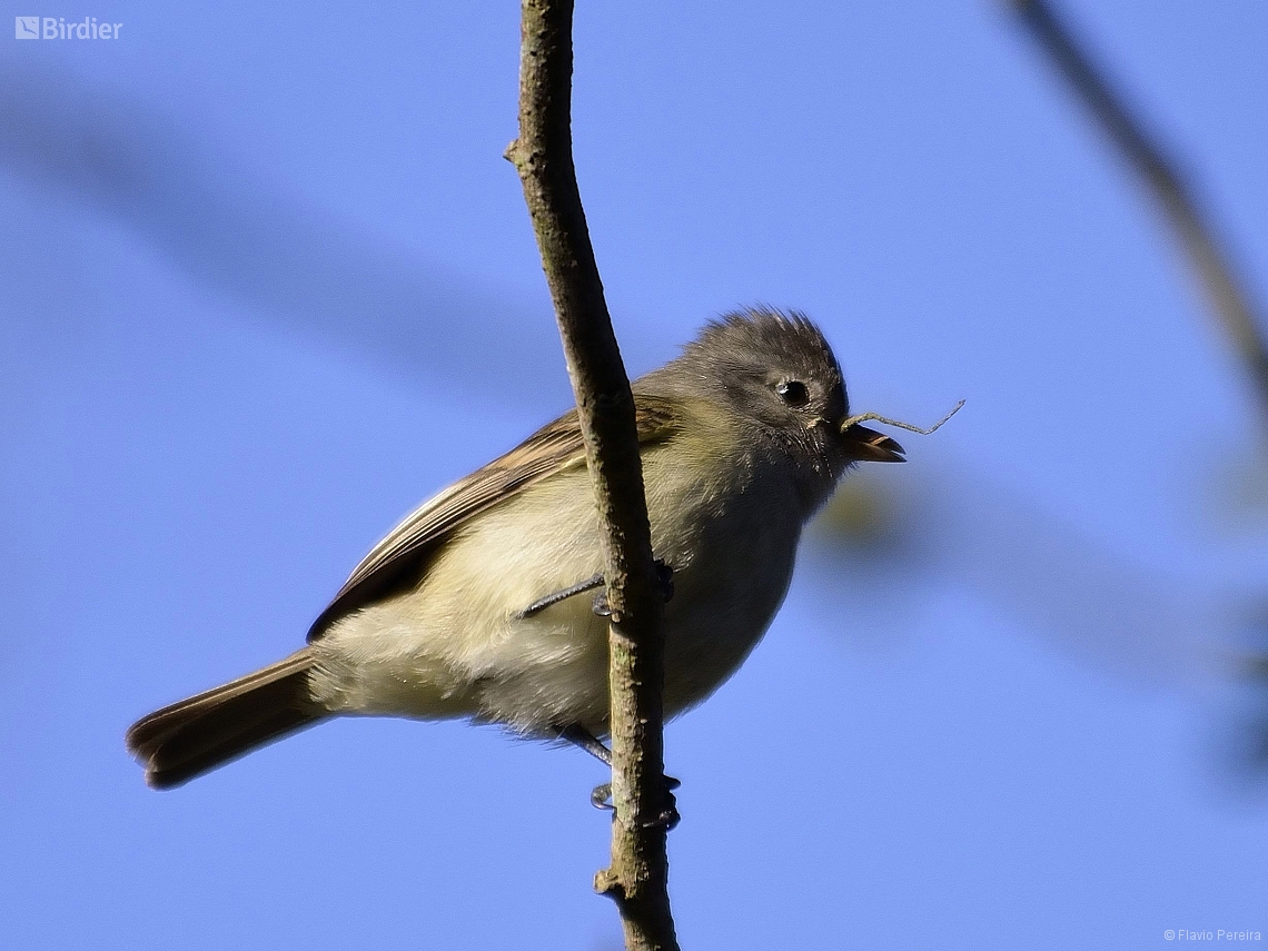 Camptostoma obsoletum