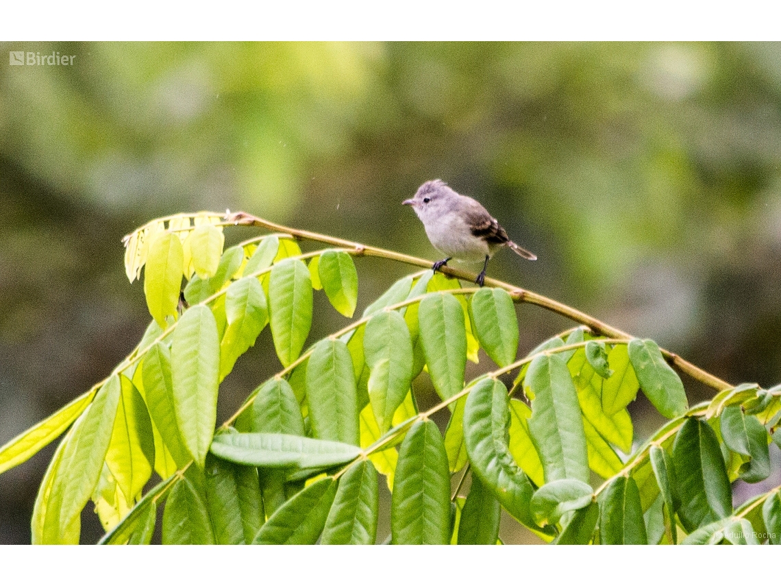 Camptostoma obsoletum