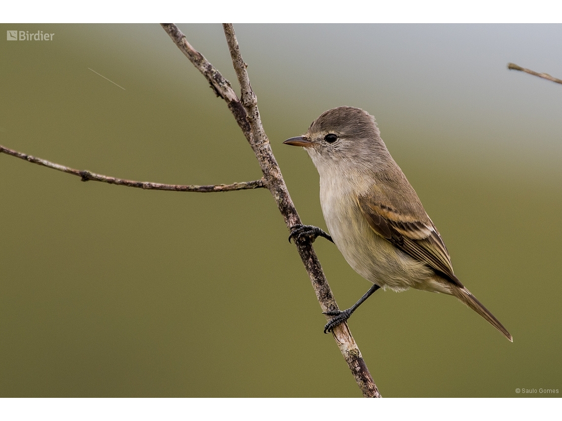 Camptostoma obsoletum