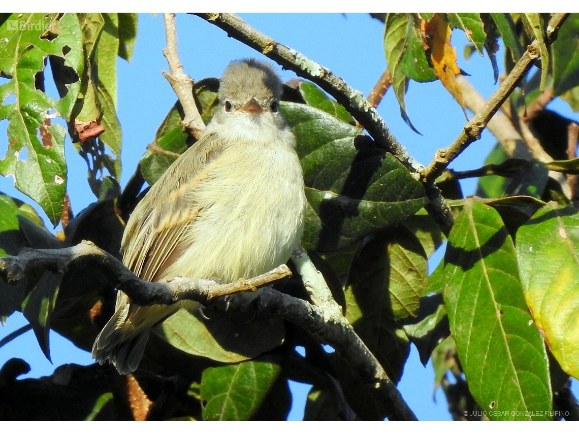 Camptostoma obsoletum