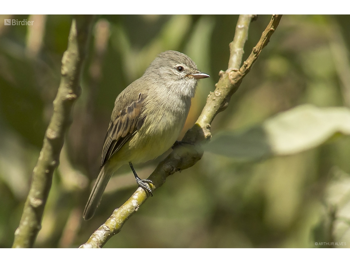 Camptostoma obsoletum
