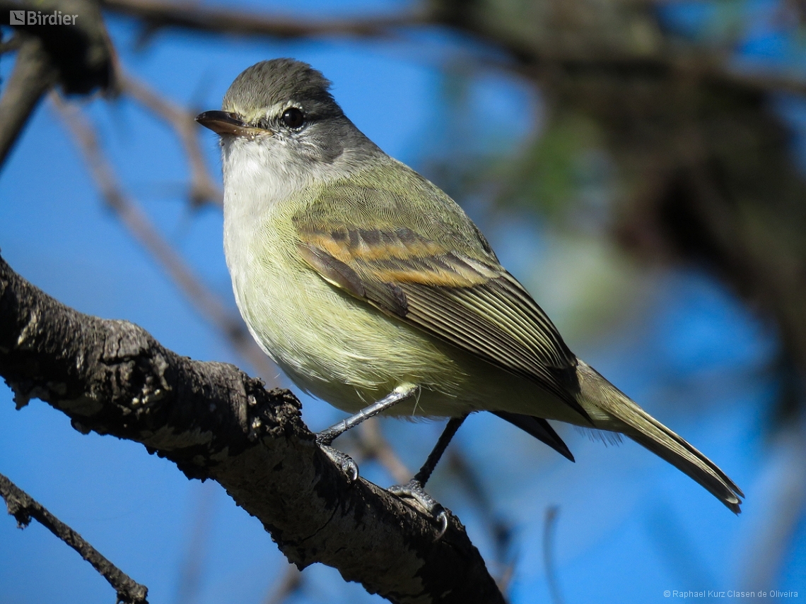 Camptostoma obsoletum
