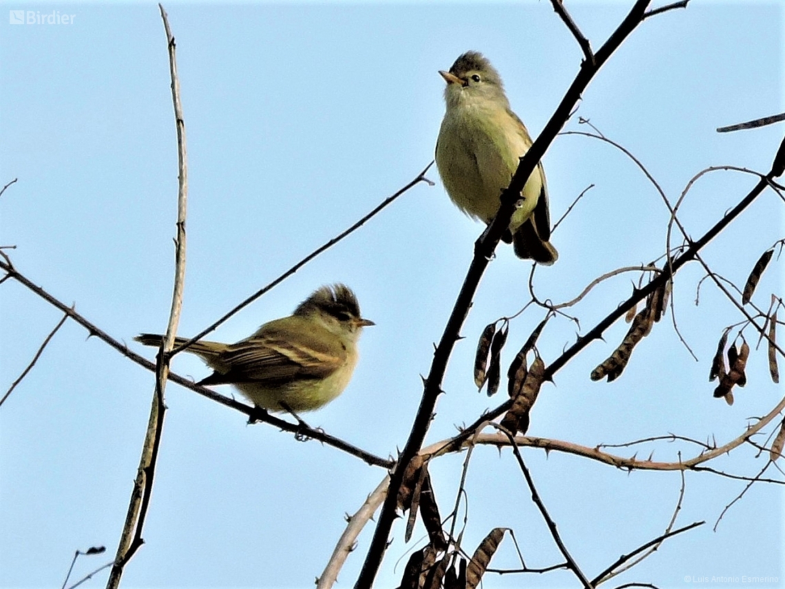 Camptostoma obsoletum
