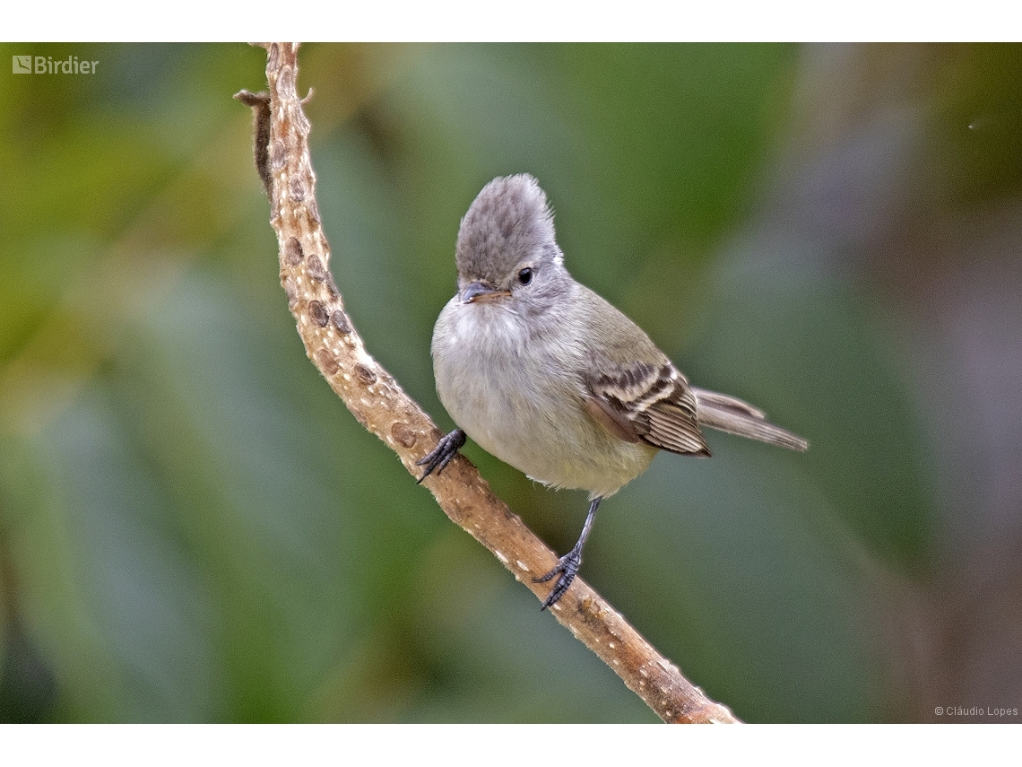 Camptostoma obsoletum
