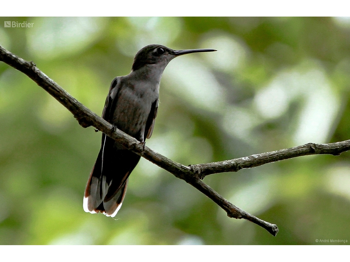 Campylopterus largipennis