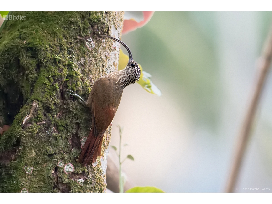 Campylorhamphus falcularius