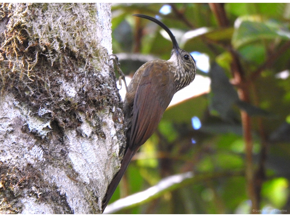 Campylorhamphus falcularius