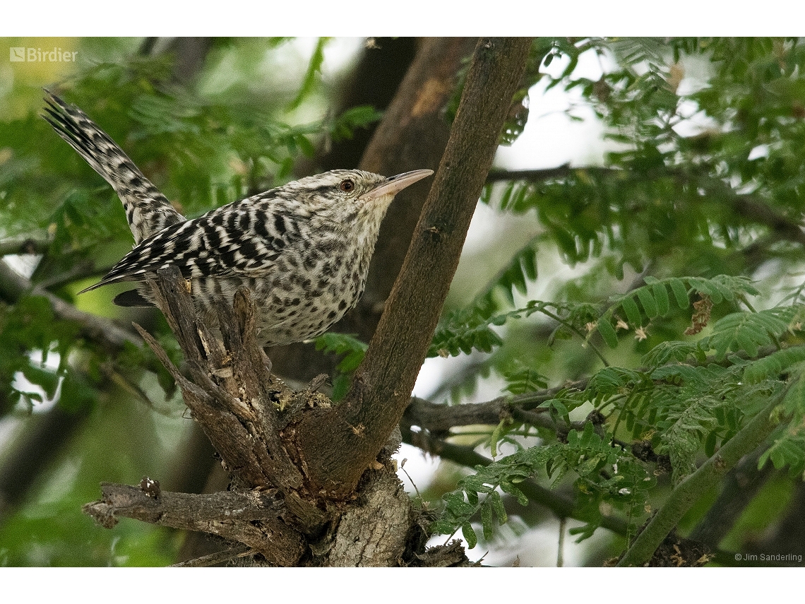 Campylorhynchus fasciatus