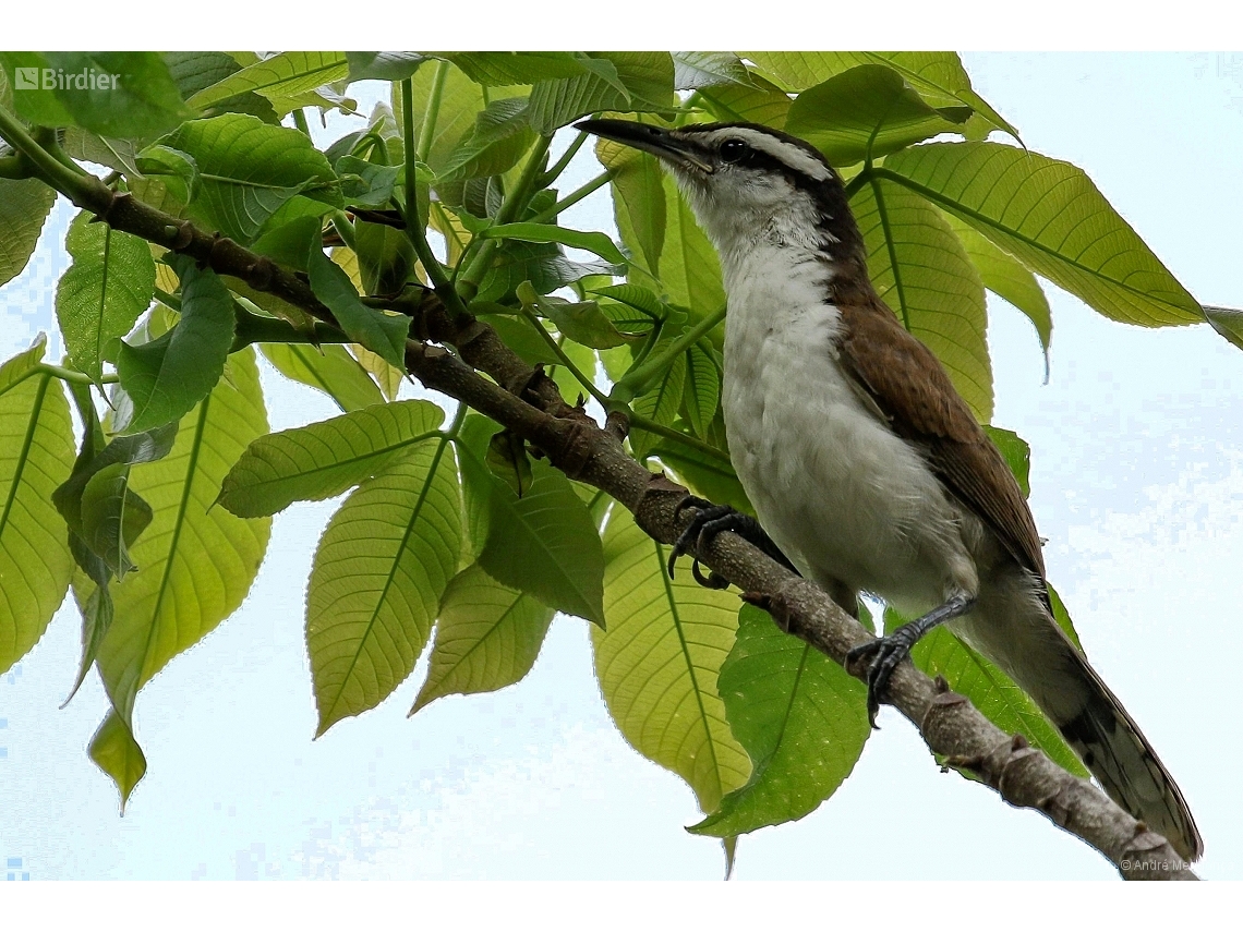 Campylorhynchus griseus