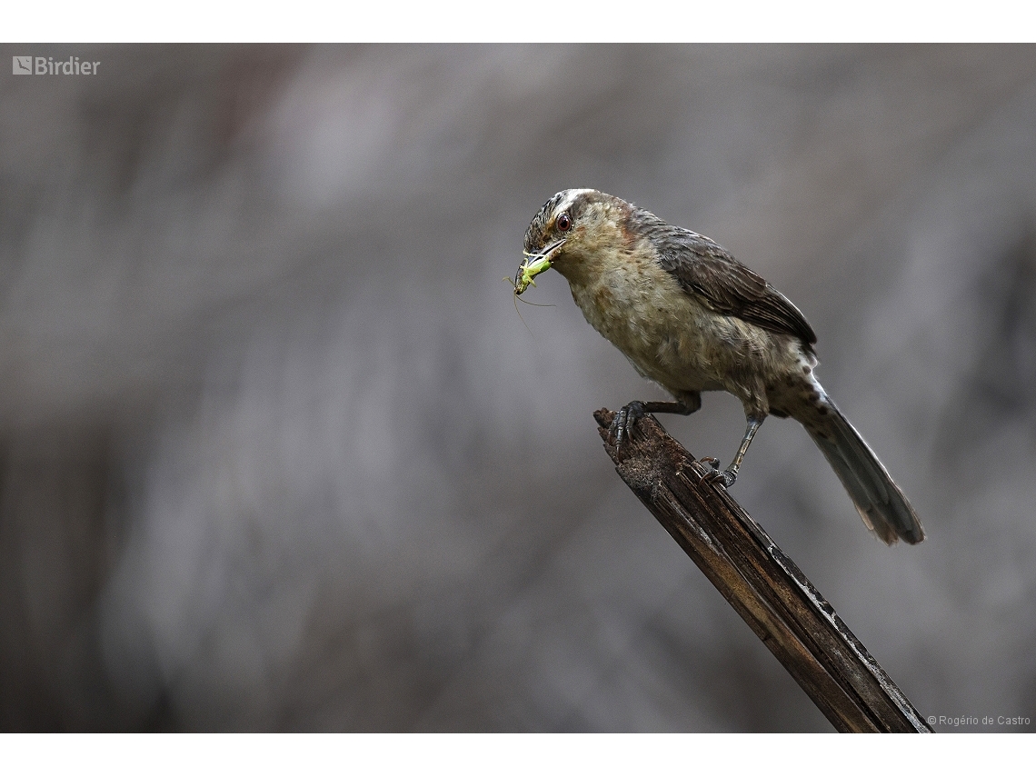Campylorhynchus turdinus