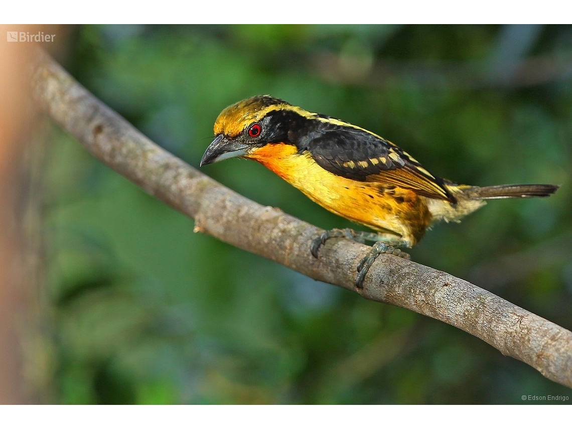 Capito auratus