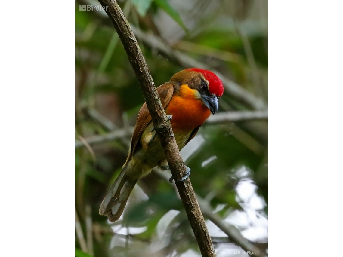 Capito aurovirens