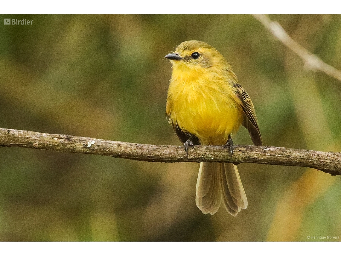 Capsiempis flaveola