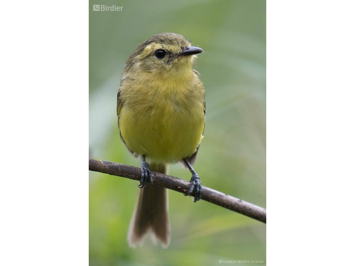 Capsiempis flaveola