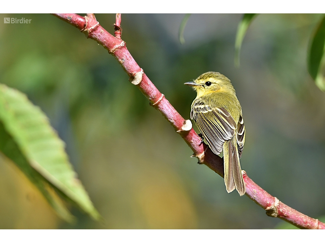Capsiempis flaveola