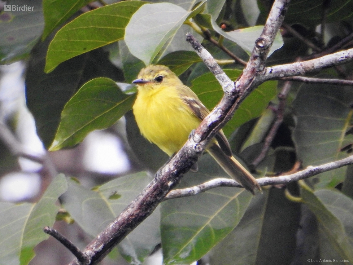 Capsiempis flaveola