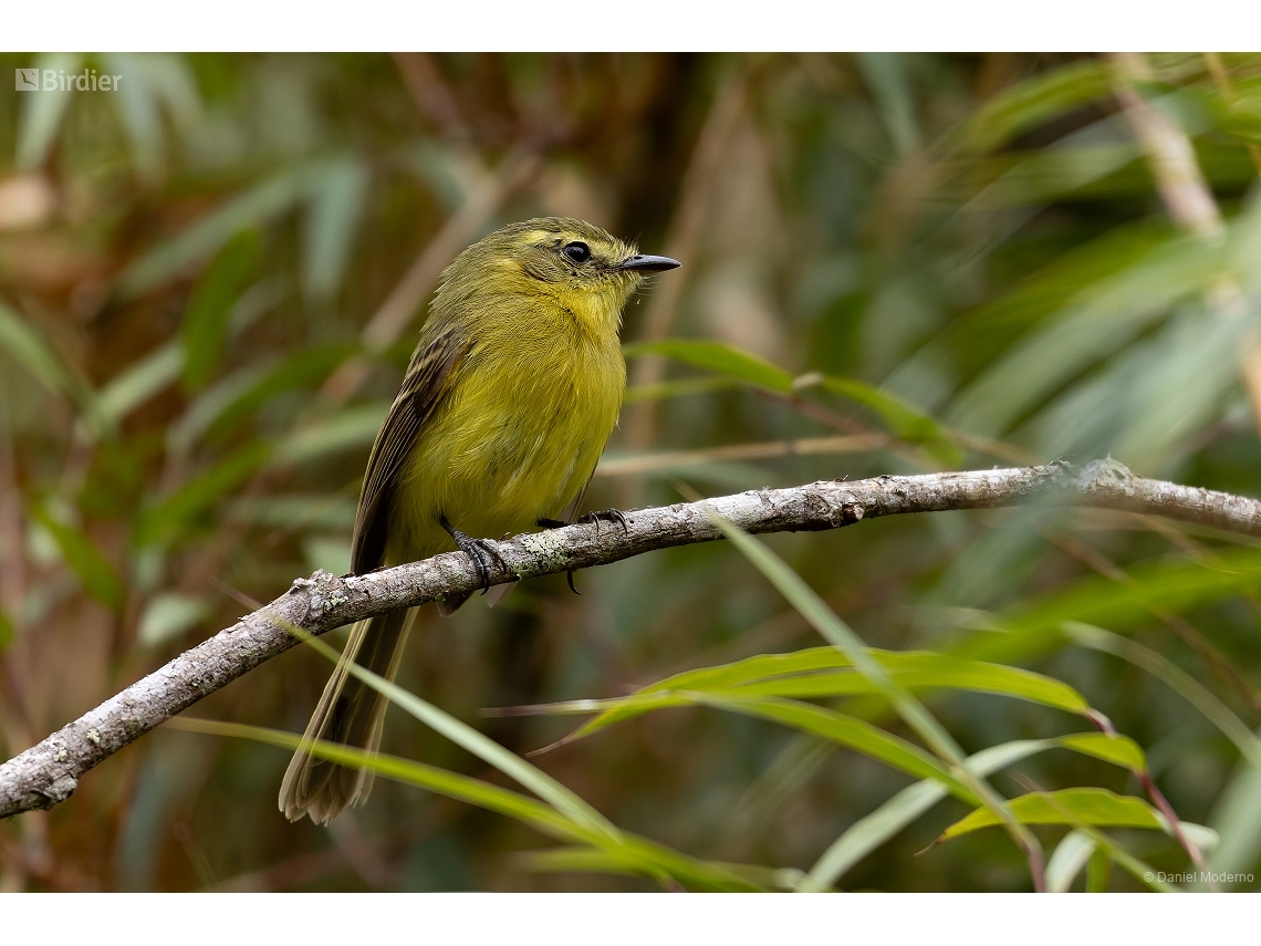 Capsiempis flaveola