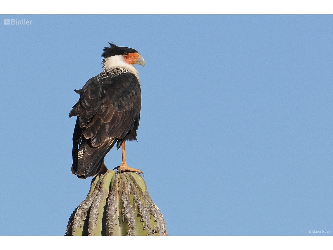 Caracara plancus