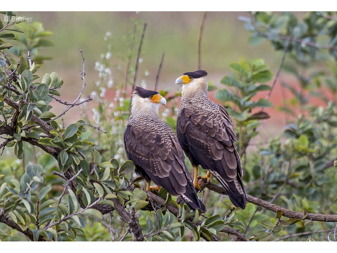 Caracara plancus