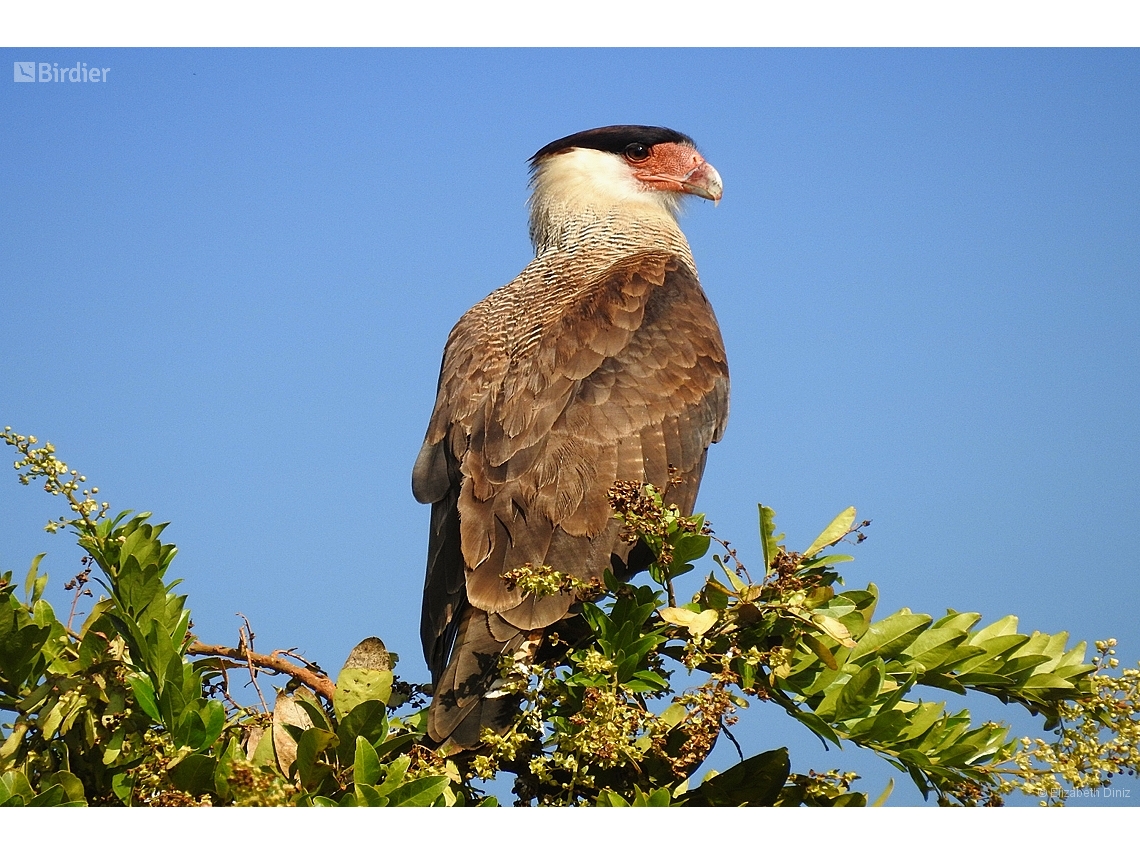 Caracara plancus