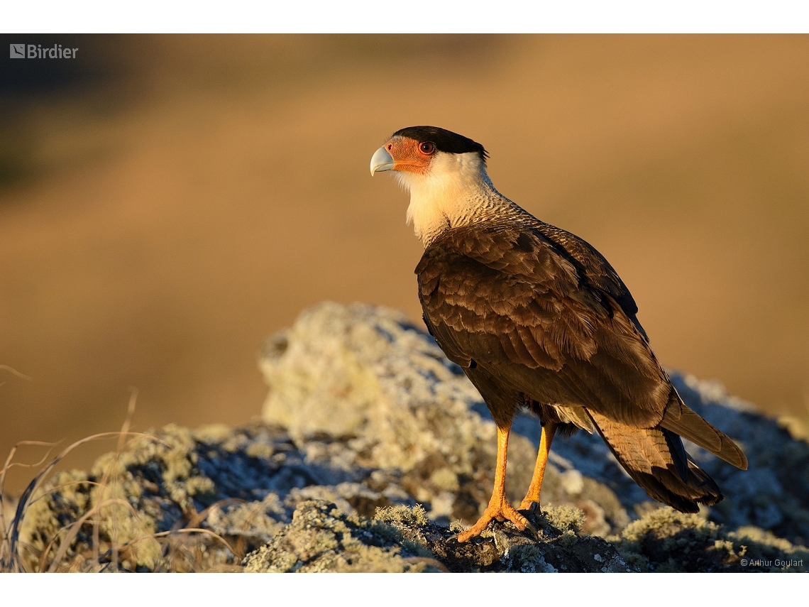 Caracara plancus