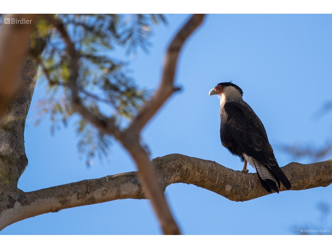 Caracara plancus