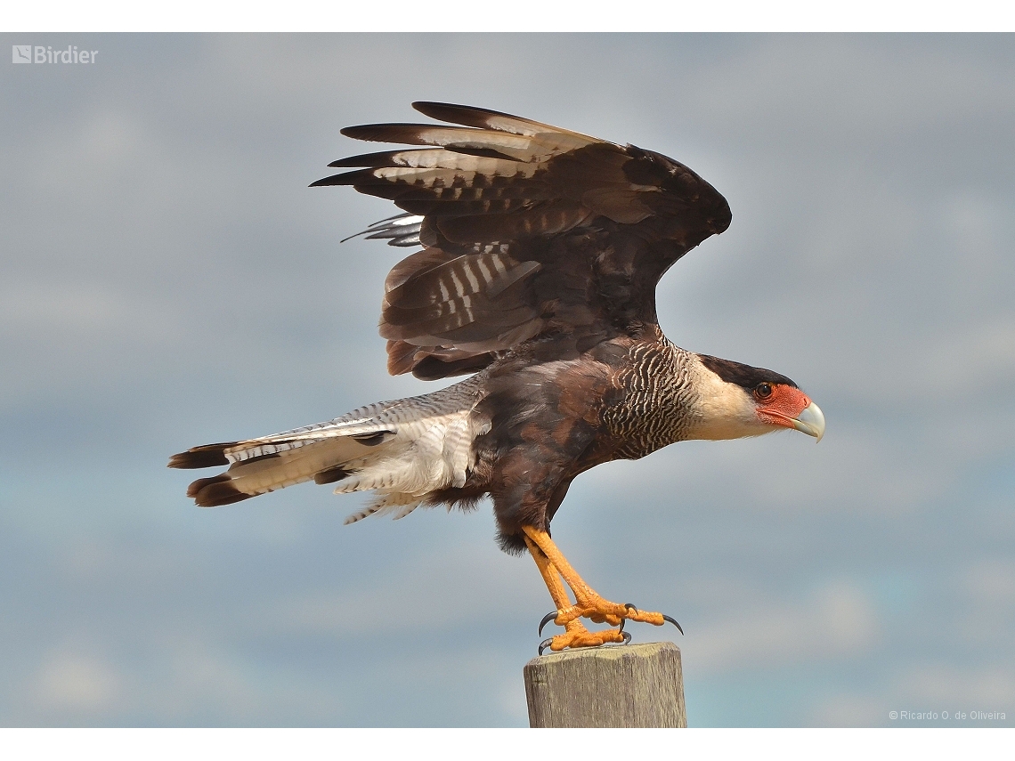 Caracara plancus