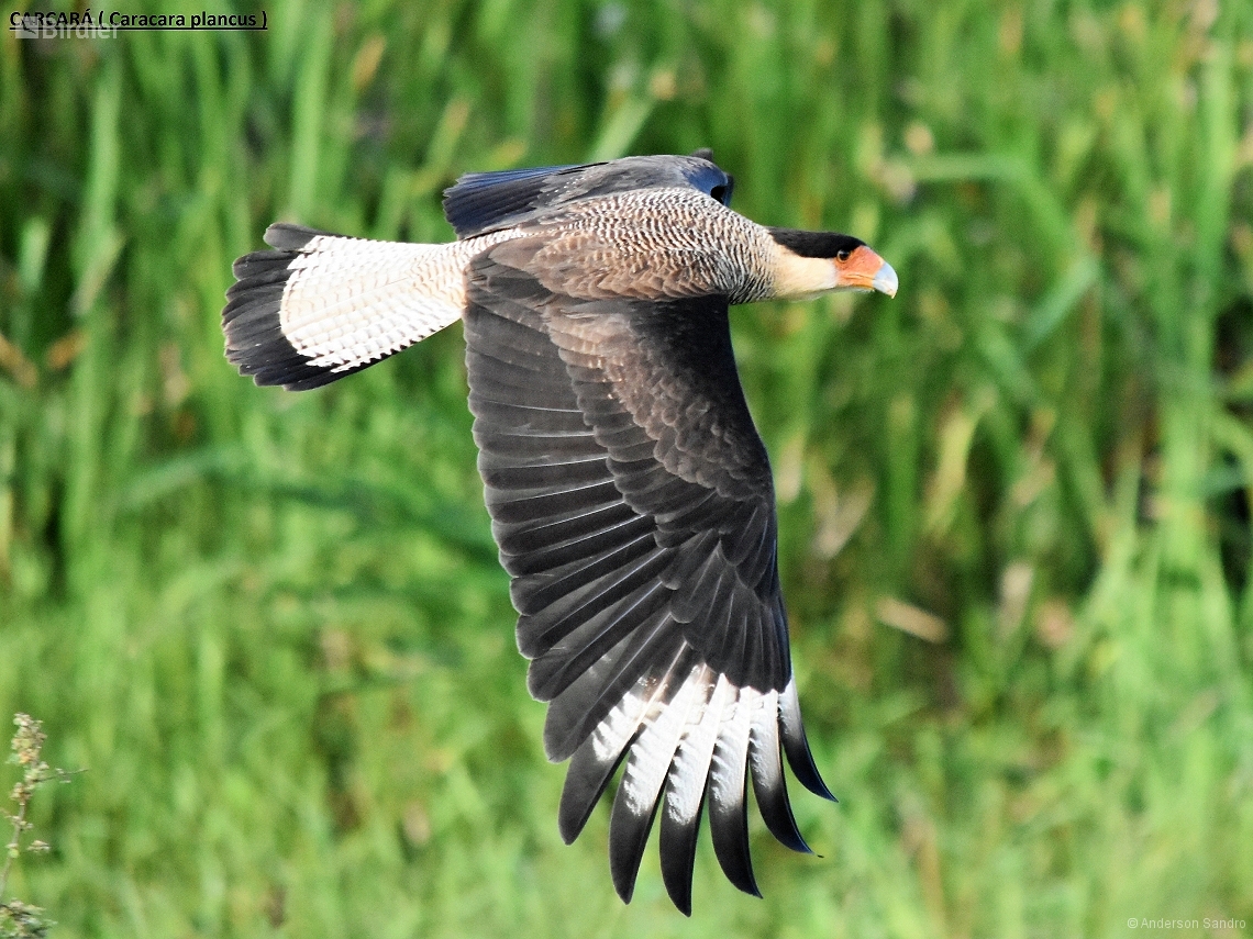 Caracara plancus