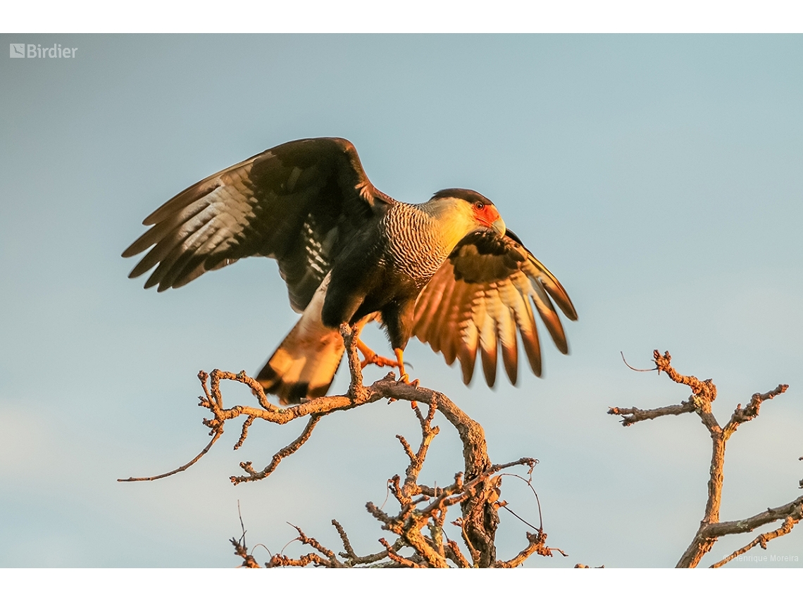 Caracara plancus
