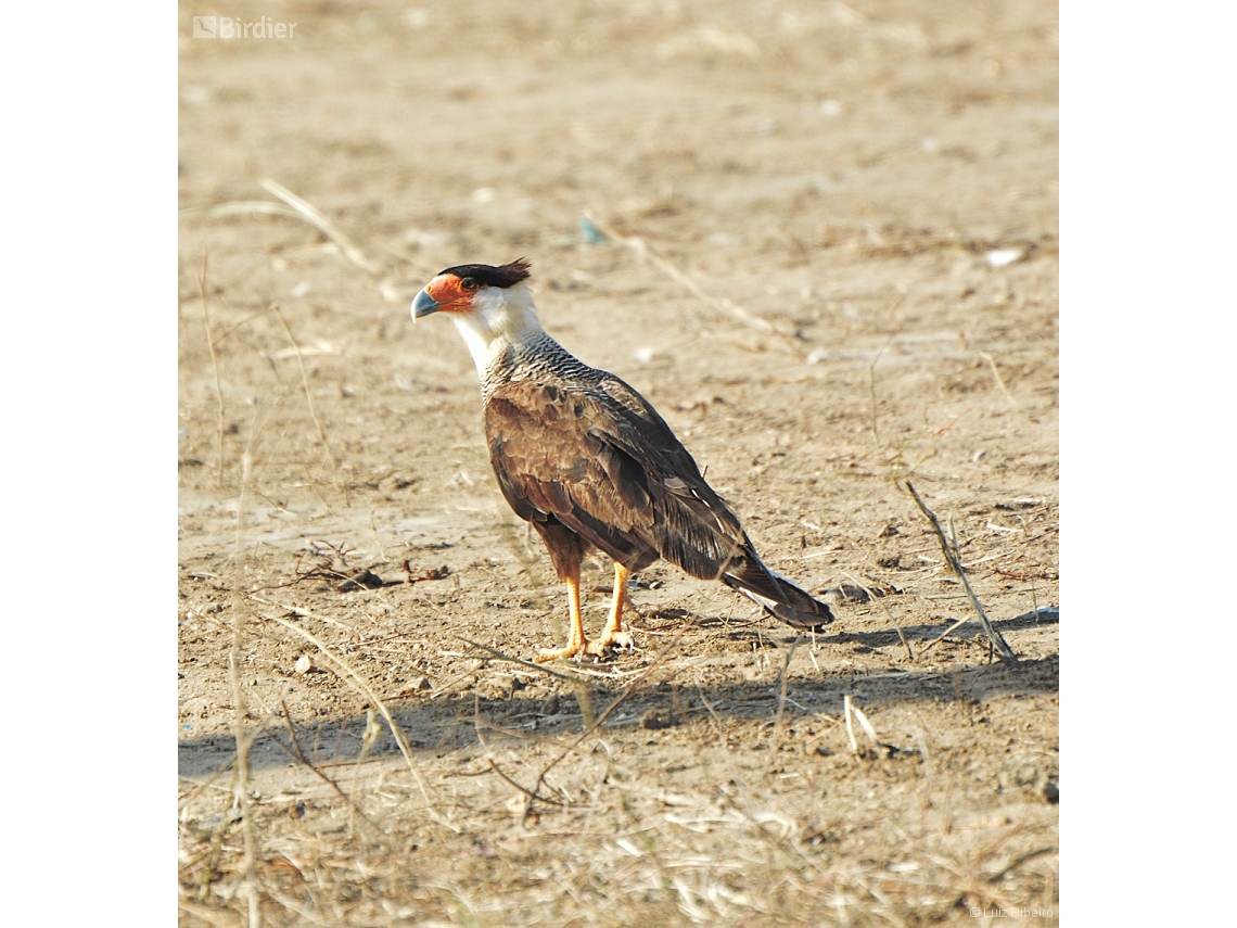 Caracara plancus